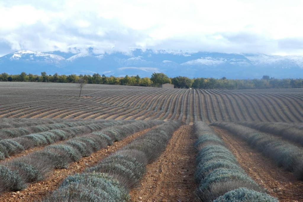 Belle Longere Au Calme - L'Auguste Maison D'Hotes Valensole Buitenkant foto